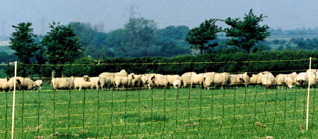 Elektrifierat fårnät